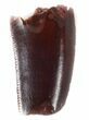 Raptor Tooth With Dark Enamel - Morocco #36793-1